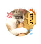 良く使う猫のナナスタンプ（個別スタンプ：19）
