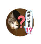 良く使う猫のナナスタンプ（個別スタンプ：20）