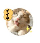 良く使う猫のナナスタンプ（個別スタンプ：21）