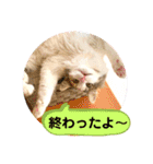 良く使う猫のナナスタンプ（個別スタンプ：22）