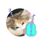 良く使う猫のナナスタンプ（個別スタンプ：24）