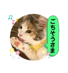 良く使う猫のナナスタンプ（個別スタンプ：25）