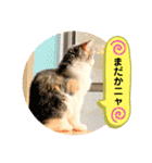 良く使う猫のナナスタンプ（個別スタンプ：27）