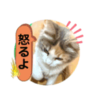良く使う猫のナナスタンプ（個別スタンプ：28）