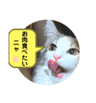 良く使う猫のナナスタンプ（個別スタンプ：29）