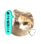 良く使う猫のナナスタンプ（個別スタンプ：30）