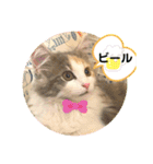 良く使う猫のナナスタンプ（個別スタンプ：31）