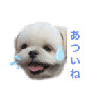 ご近所むぎちゃんの日常（個別スタンプ：14）