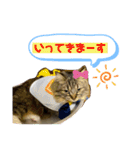 短足マンチカンのクリスタちゃん♀5（個別スタンプ：1）