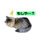 短足マンチカンのクリスタちゃん♀5（個別スタンプ：5）