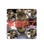短足マンチカンのクリスタちゃん♀5（個別スタンプ：6）