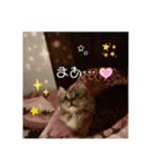 短足マンチカンのクリスタちゃん♀5（個別スタンプ：14）