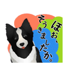 ボーダーコリー犬のジョン（個別スタンプ：17）