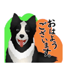 ボーダーコリー犬のジョン（個別スタンプ：26）