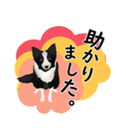 ボーダーコリー犬のジョン（個別スタンプ：30）