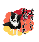 ボーダーコリー犬のジョン（個別スタンプ：32）