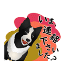 ボーダーコリー犬のジョン（個別スタンプ：37）