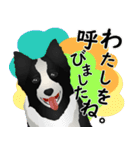 ボーダーコリー犬のジョン（個別スタンプ：39）