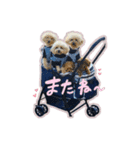 レオンfamily（個別スタンプ：4）