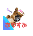 ちわわのれおくん（個別スタンプ：3）