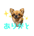 ちわわのれおくん（個別スタンプ：5）