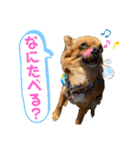 ちわわのれおくん（個別スタンプ：7）
