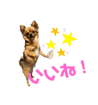 ちわわのれおくん（個別スタンプ：9）