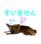 ちわわのれおくん（個別スタンプ：11）