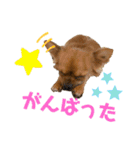 ちわわのれおくん（個別スタンプ：12）