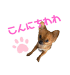 ちわわのれおくん（個別スタンプ：13）