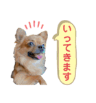 ちわわのれおくん（個別スタンプ：14）