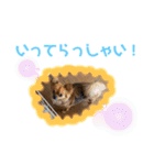 ちわわのれおくん（個別スタンプ：15）