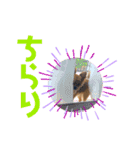 ちわわのれおくん（個別スタンプ：18）