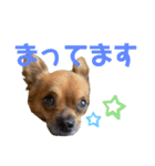 ちわわのれおくん（個別スタンプ：23）