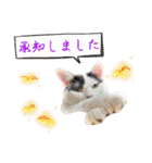KumaKikiDâ20210613（個別スタンプ：1）