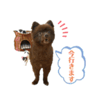 KumaKikiDâ20210613（個別スタンプ：20）