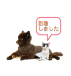 KumaKikiDâ20210613（個別スタンプ：21）