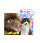 KumaKikiDâ20210613（個別スタンプ：22）