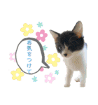 KumaKikiDâ20210613（個別スタンプ：25）