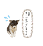 KumaKikiDâ20210613（個別スタンプ：26）