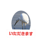 野鳥のさえずり（個別スタンプ：1）
