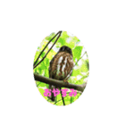 野鳥のさえずり（個別スタンプ：3）
