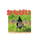 野鳥のさえずり（個別スタンプ：4）