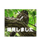 野鳥のさえずり（個別スタンプ：6）