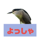 野鳥のさえずり（個別スタンプ：7）