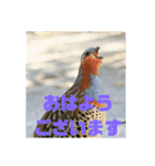 野鳥のさえずり（個別スタンプ：8）