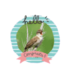 野鳥のさえずり（個別スタンプ：9）