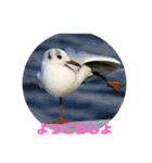 野鳥のさえずり（個別スタンプ：10）