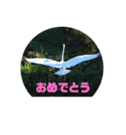 野鳥のさえずり（個別スタンプ：11）