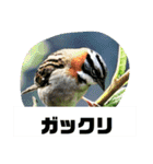 野鳥のさえずり（個別スタンプ：12）
